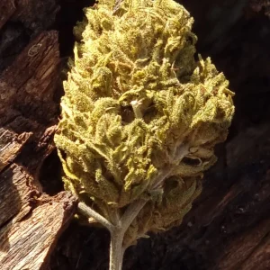 Fleurs de chanvre Bio CBD et CBG